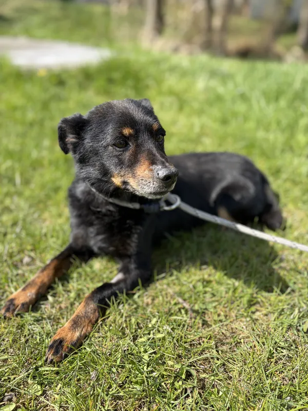 Pies do adopcji, Bełchatów, 31 marca 2026 (3/5)