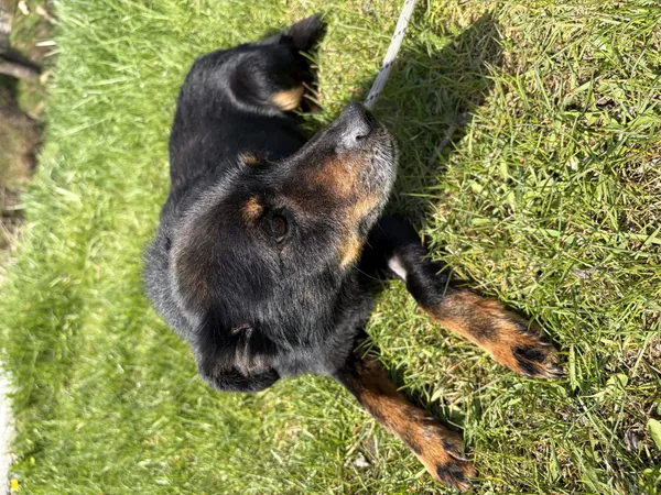 Pies do adopcji, Bełchatów, 31 marca 2026 (4/5)