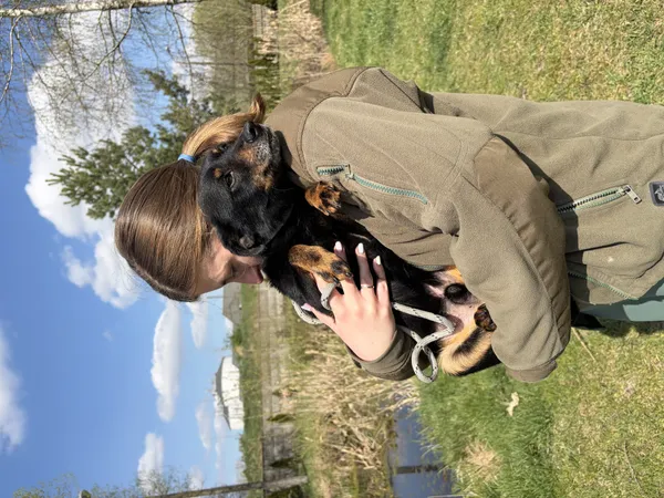 Pies do adopcji, Bełchatów, 31 marca 2026 (5/5)