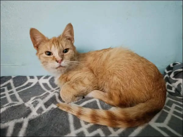 Znaleziono kota, Grudziądz, 11 kwietnia 2026