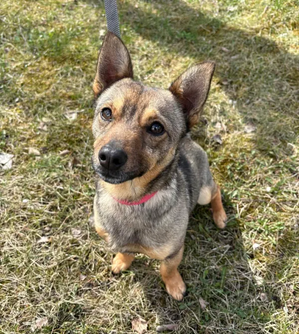 Pies do adopcji, Konin, 15 marca 2026