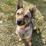 Pies do adopcji