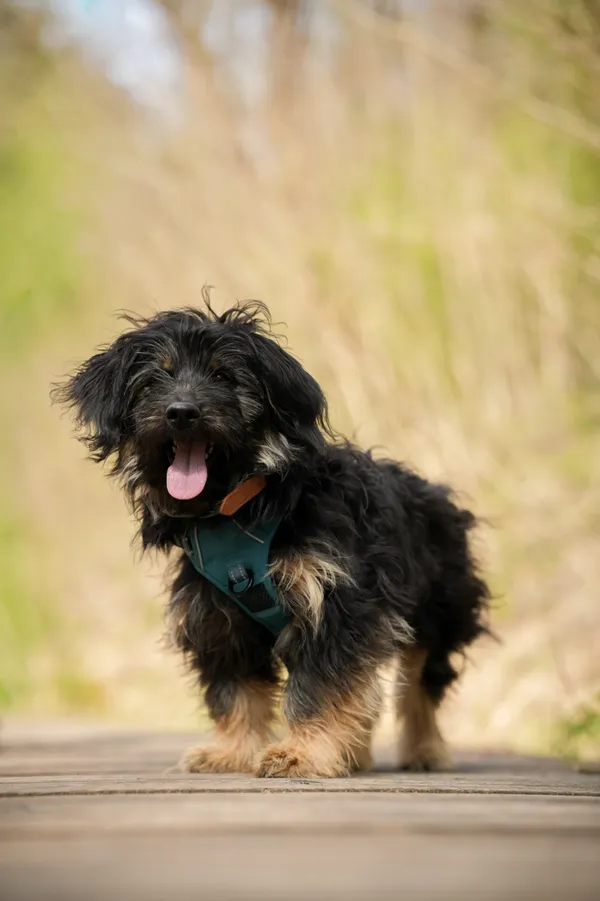 Znaleziono psa, Sosnowiec, 14 kwietnia 2026 (2/4)