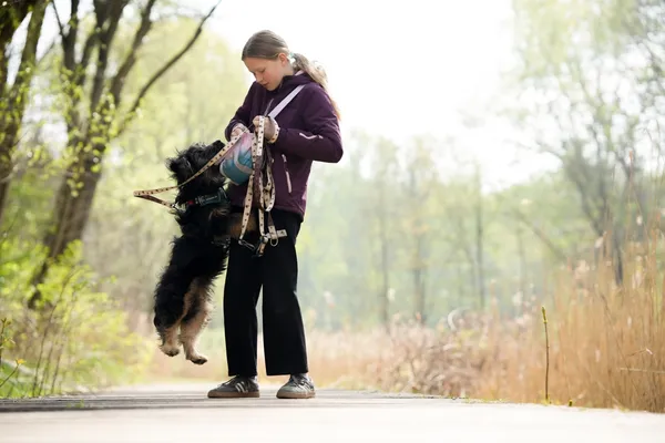 Znaleziono psa, Sosnowiec, 14 kwietnia 2026 (3/4)