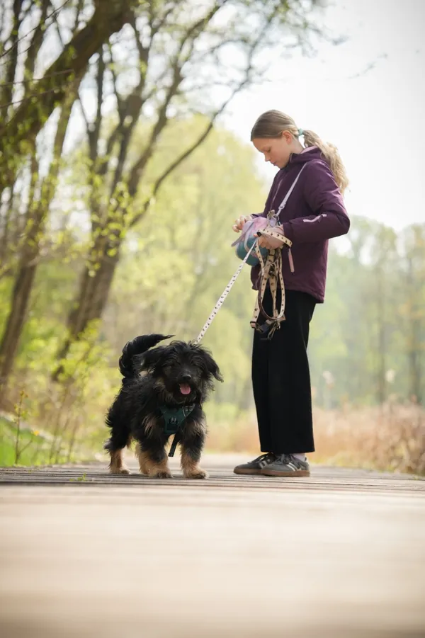 Znaleziono psa, Sosnowiec, 14 kwietnia 2026 (4/4)