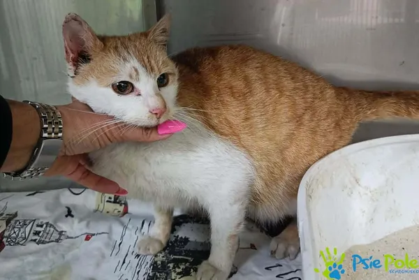 Kot do adopcji, Racławice, 14 kwietnia 2026