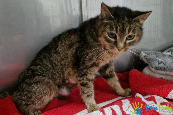 Znaleziono kota, Racławice, 19 kwietnia 2026 (1/2)