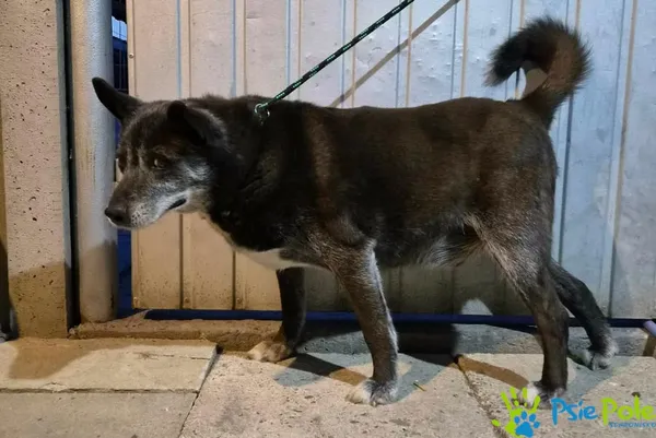 Znaleziono psa, Racławice, 17 kwietnia 2026