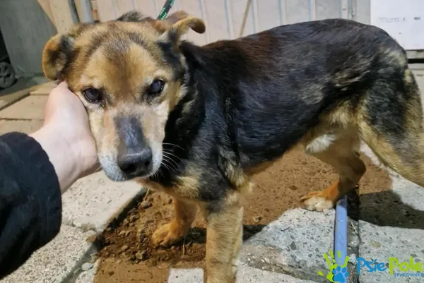 Znaleziono psa, Racławice, 15 kwietnia 2026 (2/2)