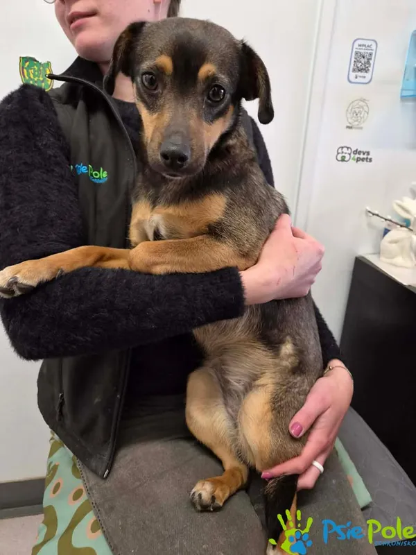 Znaleziono psa, Racławice, 14 kwietnia 2026