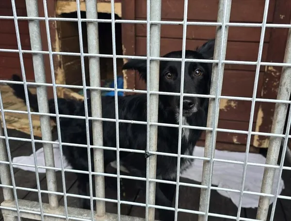 Pies do adopcji, Gorzów Wielkopolski, 20 kwietnia 2026