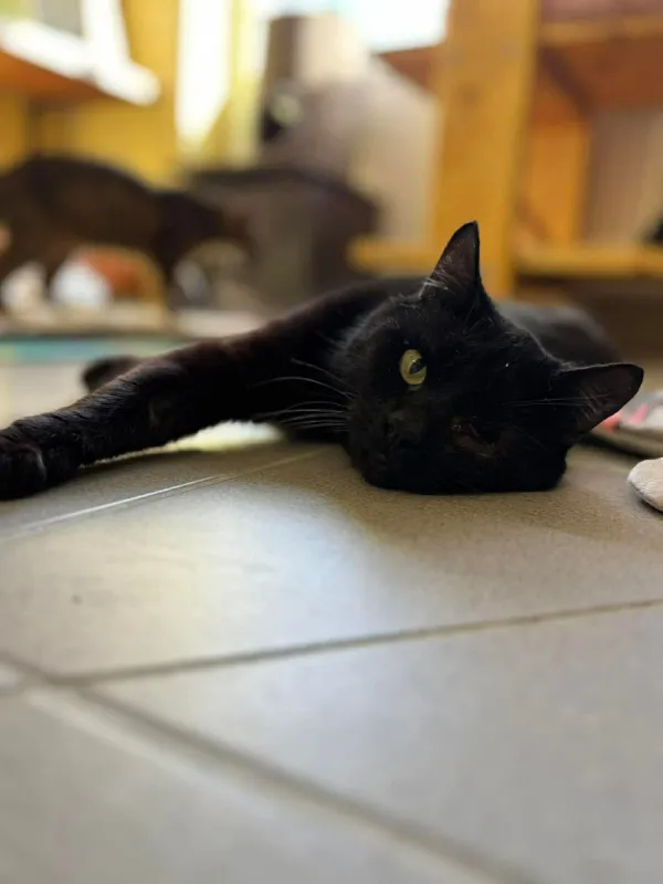 Kot do adopcji, Wrocław, 5 lutego 2026