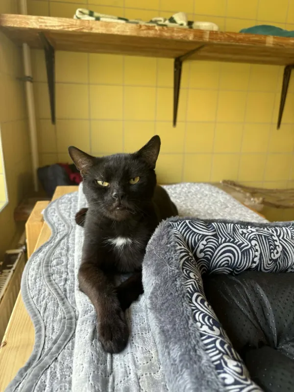 Kot do adopcji, Wrocław, 5 lutego 2026