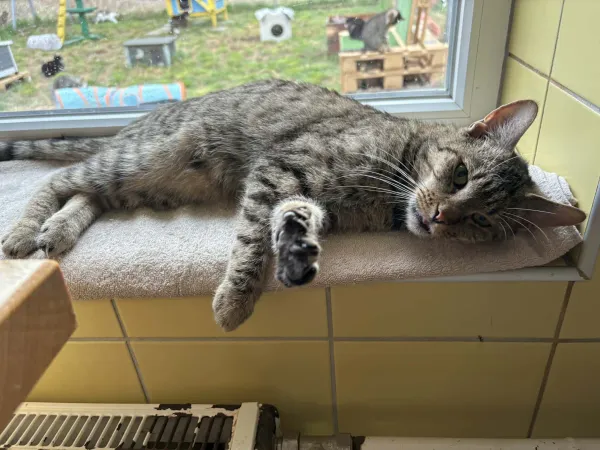 Kot do adopcji, Wrocław, 5 lutego 2026