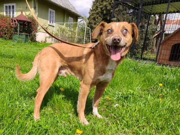 Pies do adopcji, Ropczyce, 20 kwietnia 2026