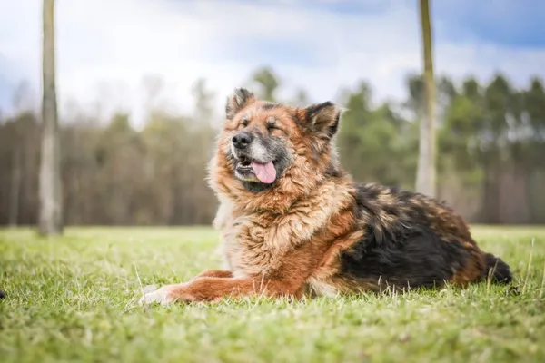 Pies do adopcji, Radom, 20 kwietnia 2026 (2/5)