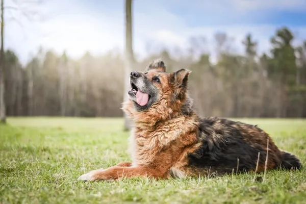 Pies do adopcji, Radom, 20 kwietnia 2026 (3/5)