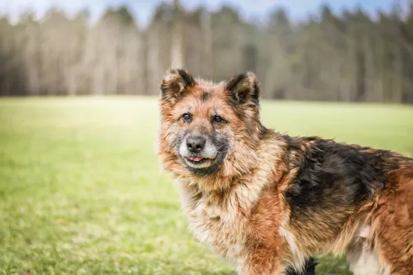 Pies do adopcji, Radom, 20 kwietnia 2026 (5/5)