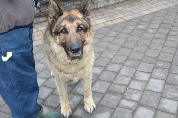 Pies do adopcji, Ciosny, 20 kwietnia 2026