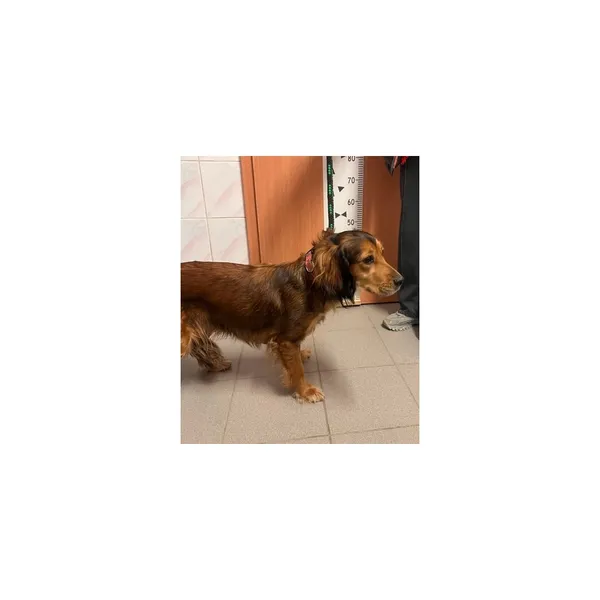 Znaleziono psa, Białystok, 18 kwietnia 2026