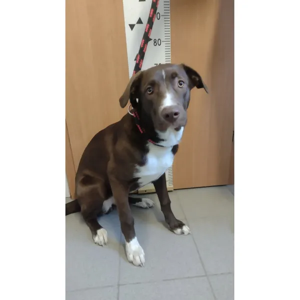 Znaleziono psa, Białystok, 20 kwietnia 2026