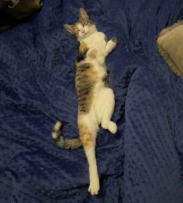 Zaginął kot, Łódź, 20 kwietnia 2026