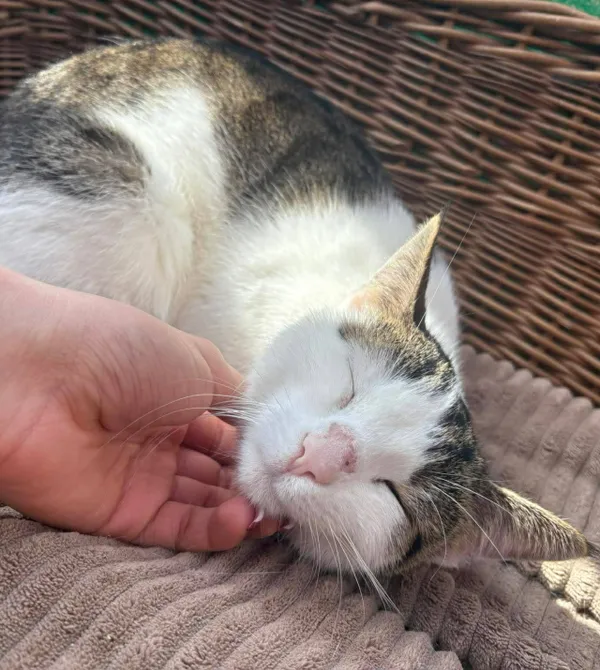 Kot do adopcji, Konin, 13 lutego 2026 (1/2)