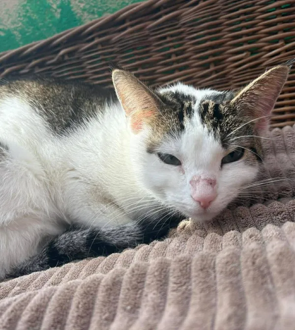 Kot do adopcji, Konin, 13 lutego 2026 (2/2)