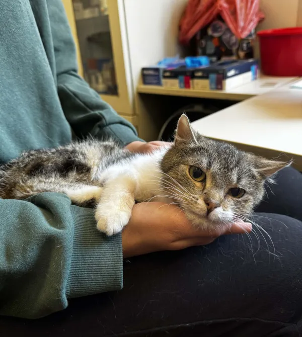 Kot do adopcji, Konin, 23 lutego 2026