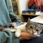 Kot do adopcji