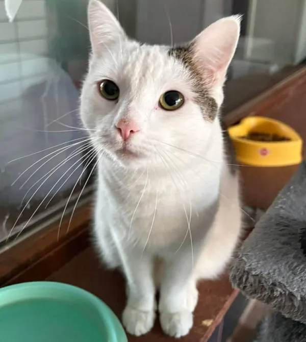 Kot do adopcji, Konin, 13 lutego 2026 (1/2)