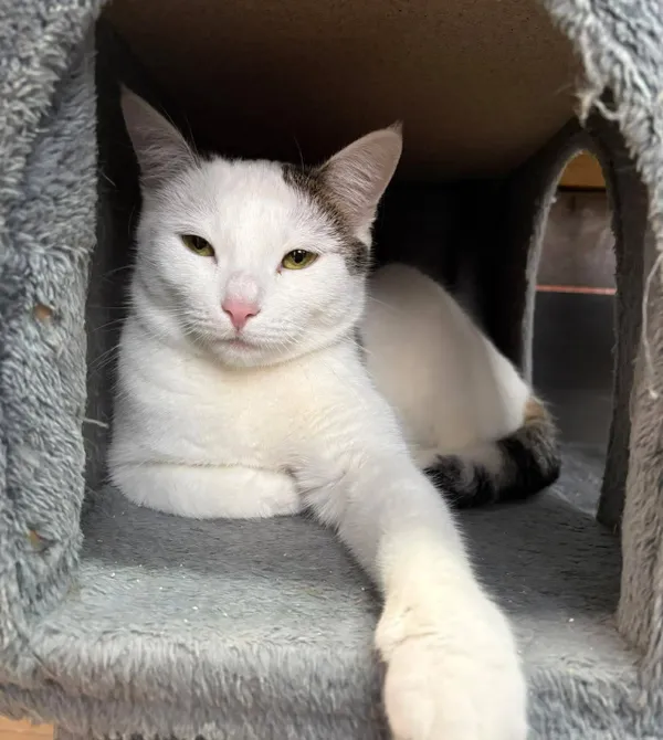 Kot do adopcji, Konin, 13 lutego 2026 (2/2)