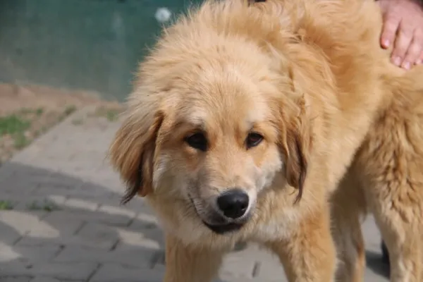 Pies do adopcji, Nowy Dwór Mazowiecki, 20 kwietnia 2026 (1/4)