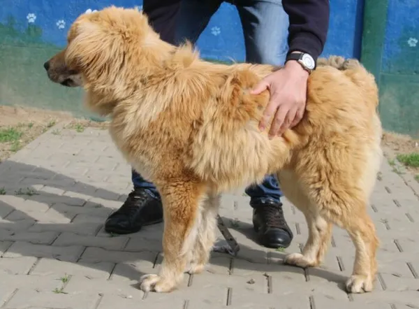 Pies do adopcji, Nowy Dwór Mazowiecki, 20 kwietnia 2026 (3/4)