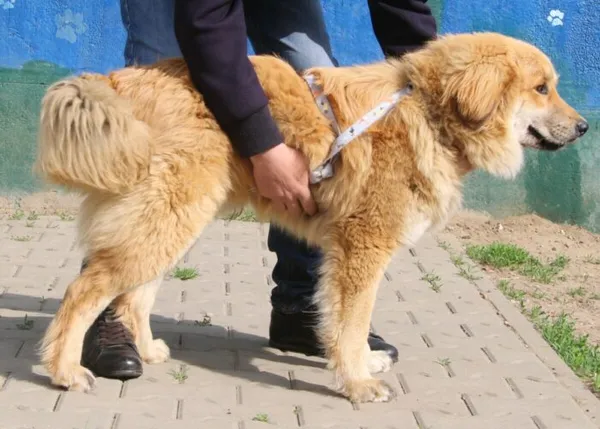 Pies do adopcji, Nowy Dwór Mazowiecki, 20 kwietnia 2026 (4/4)