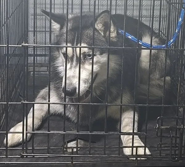 Znaleziono psa, Radom, 19 kwietnia 2026