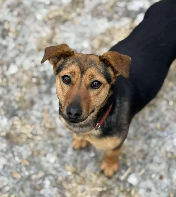 Pies do adopcji, Konin, 24 marca 2026 (1/2)