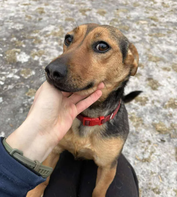 Pies do adopcji, Konin, 24 marca 2026 (2/2)