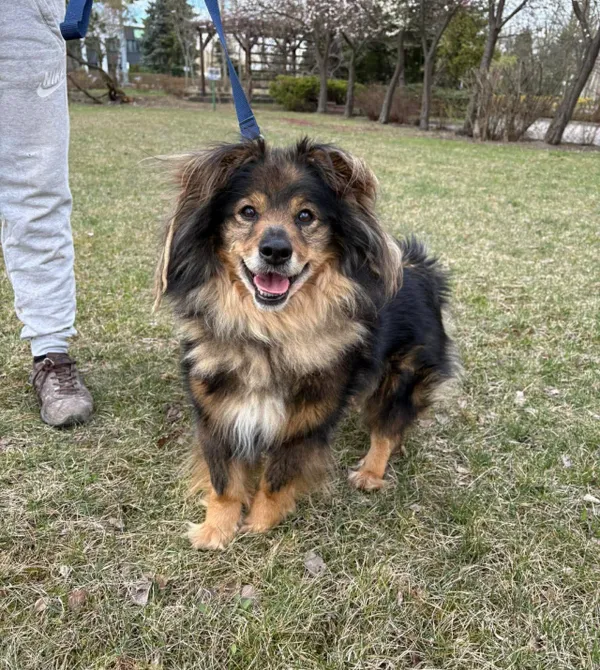 Pies do adopcji, Konin, 15 marca 2026