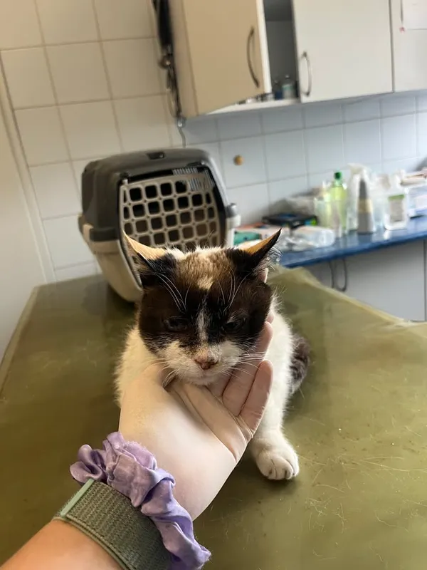 Znaleziono kota, Lublin, 20 kwietnia 2026