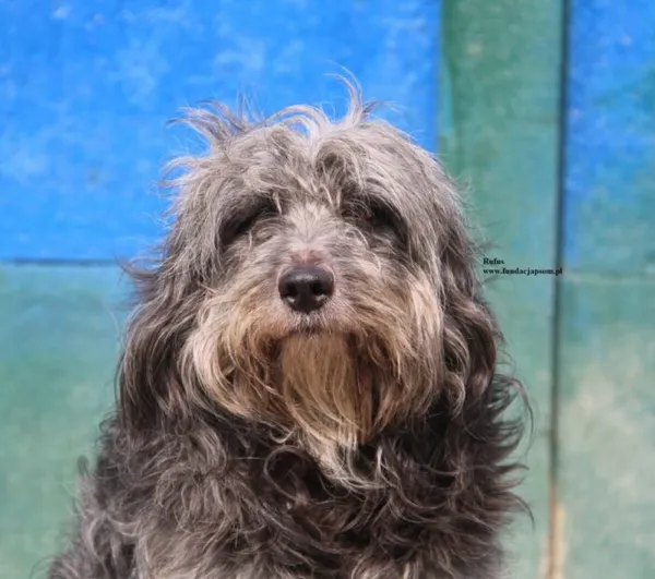 Pies do adopcji, Nowy Dwór Mazowiecki, 21 kwietnia 2026 (1/5)