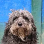Pies do adopcji