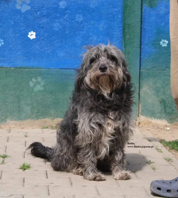 Pies do adopcji, Nowy Dwór Mazowiecki, 21 kwietnia 2026 (2/5)