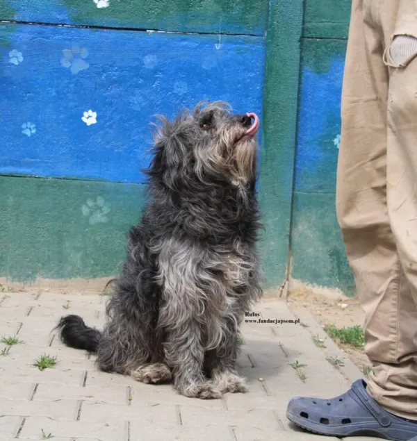 Pies do adopcji, Nowy Dwór Mazowiecki, 21 kwietnia 2026 (3/5)