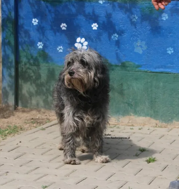 Pies do adopcji, Nowy Dwór Mazowiecki, 21 kwietnia 2026 (5/5)