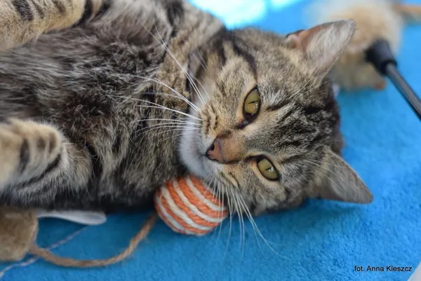 Znaleziono kota, Toruń, 7 kwietnia 2026
