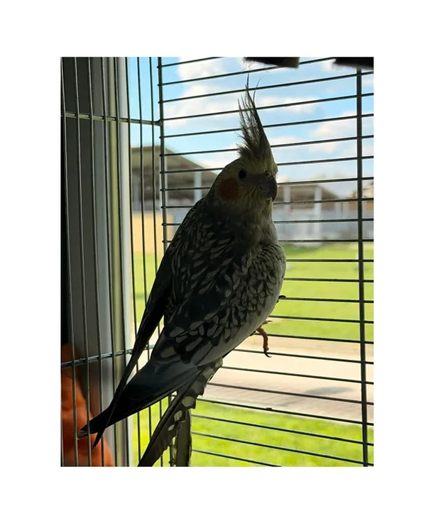 Oddam zwierzę, Wrocław, 3 kwietnia 2026