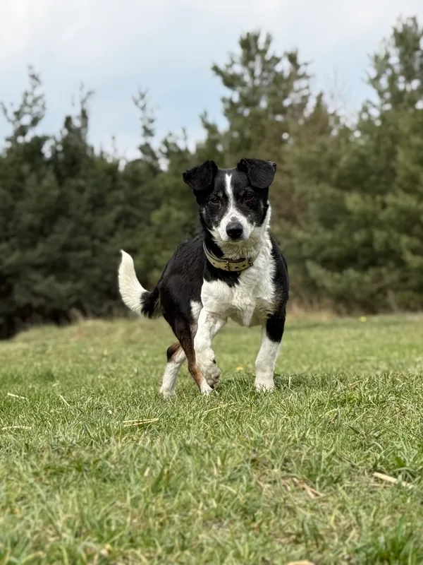 Pies do adopcji, Pieczyska, 21 kwietnia 2026 (3/5)