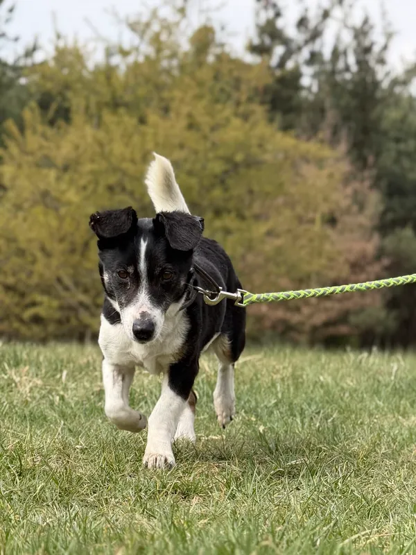 Pies do adopcji, Pieczyska, 21 kwietnia 2026 (4/5)