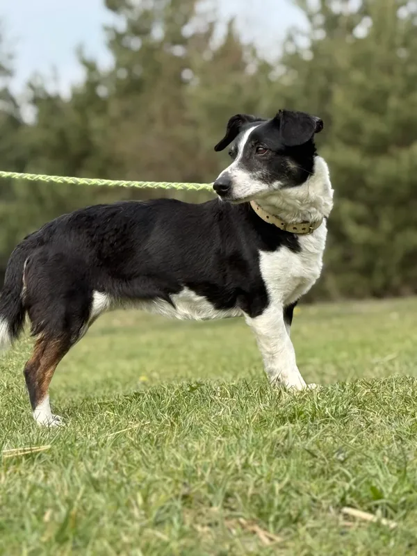 Pies do adopcji, Pieczyska, 21 kwietnia 2026 (2/5)